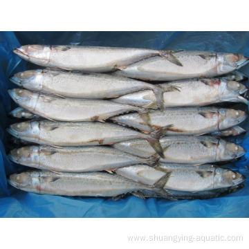 Frozen Pacific Mackerel Fish With Bqf 300-500g